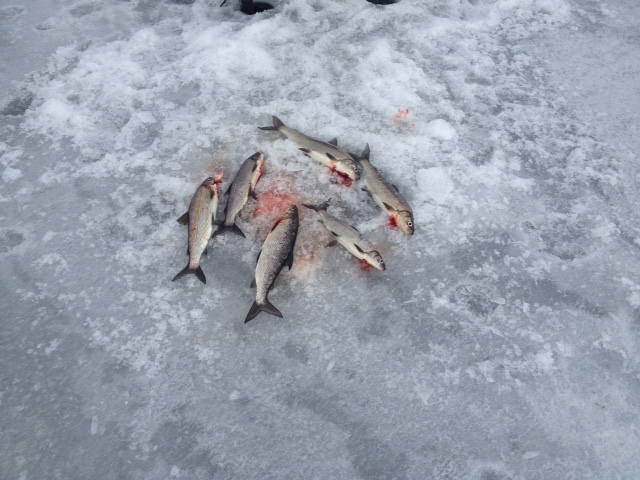 fish on ice